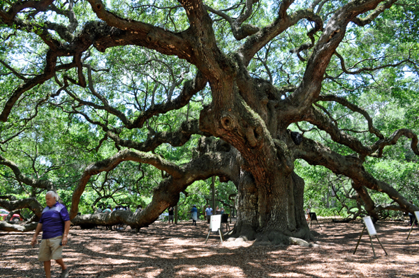 Angel Oak